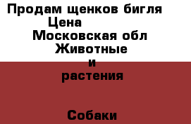 Продам щенков бигля. › Цена ­ 35 000 - Московская обл. Животные и растения » Собаки   